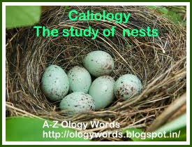  birds nest,Caliology