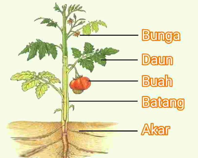 Bagian Bagian Tumbuhan Dan Fungsinya Cilacap Klik