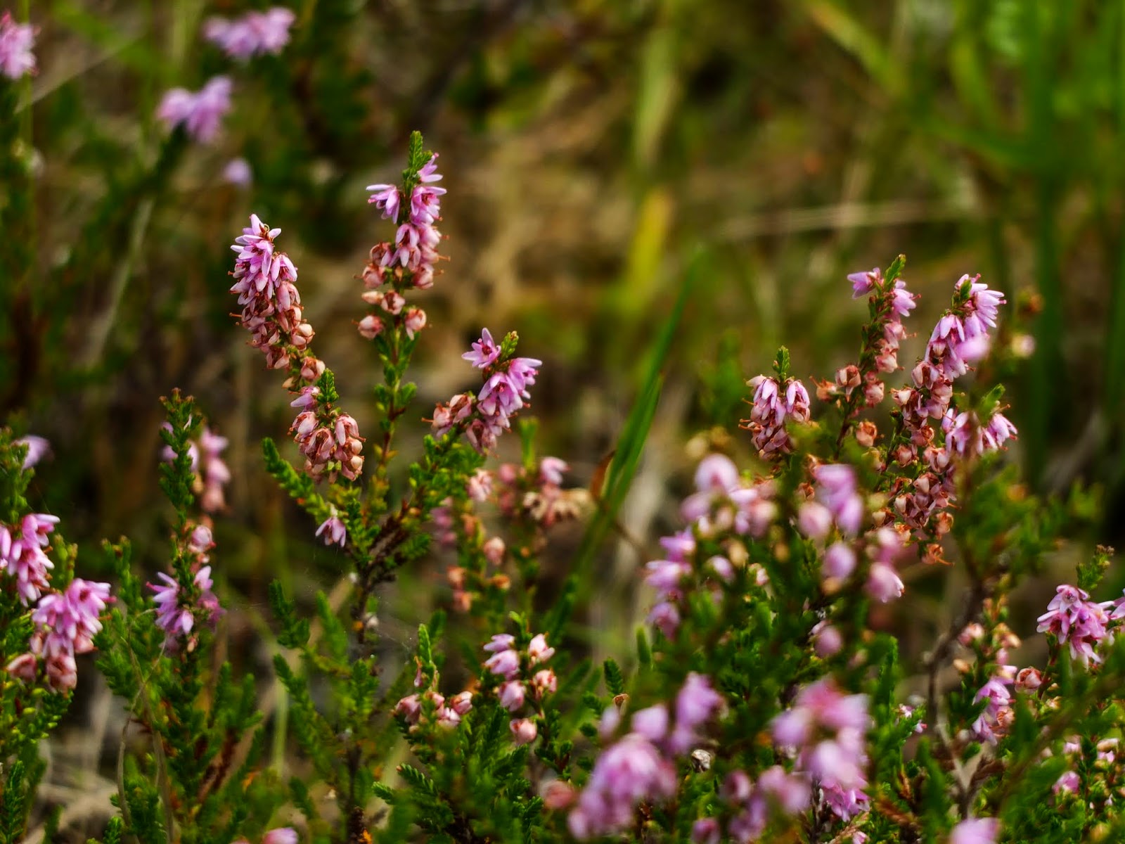 A pink heather plant.