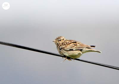 Alondra totovía (Lullula arborea)