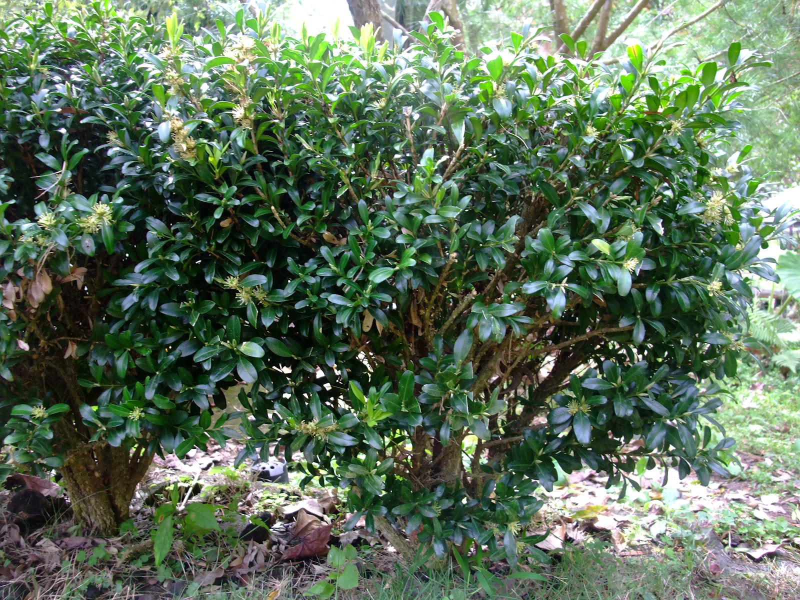 春暖花開: 黃楊木 Buxus radicans Sieb