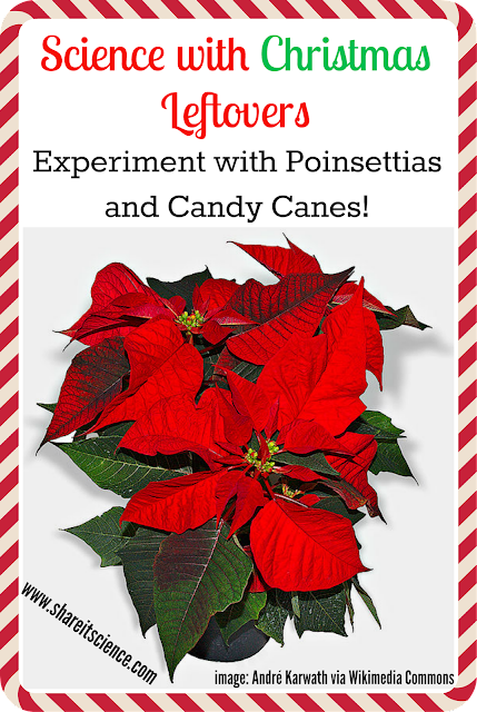 poinsettia and candy cane science experiments