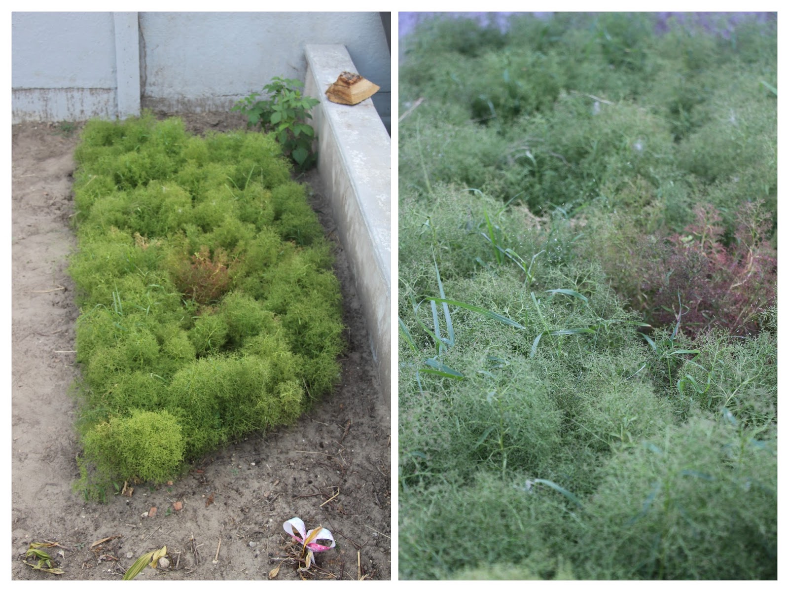 Ou Trouver Du Zeechium Dans La Nature Tuto, Cultiver du Zeechium | Rony La Maquette