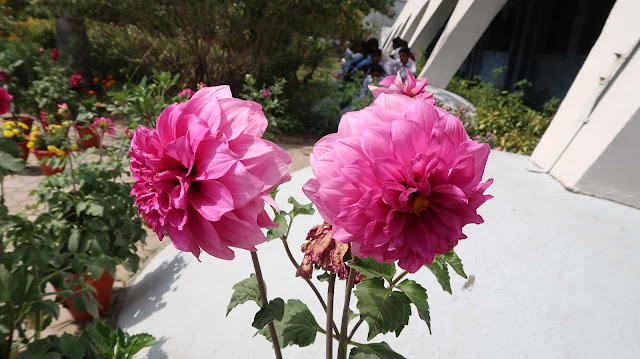lovely-flowers-wallpaper lovely-flowers-wallpaper
