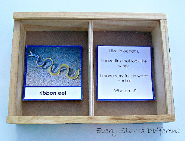 Fish "Who Am I" Cards