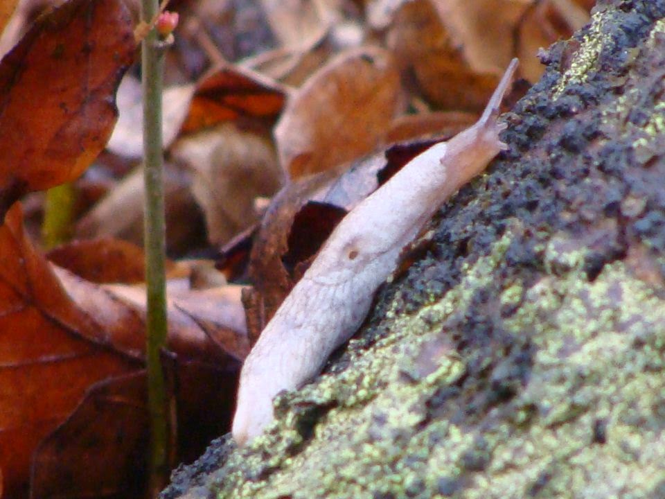 Snails and Slugs from Romania Deroceras (Deroceras) reticulatum