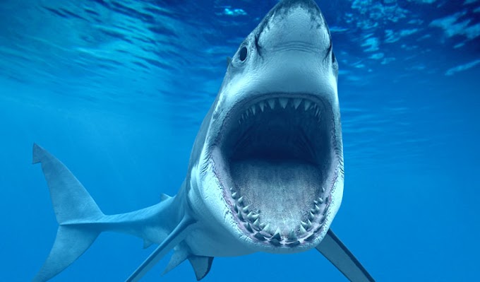 समुद्र में शार्क को हराकर जिंदा लौटा इंसान: वीडियो हुआ वायरल