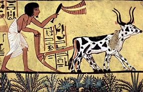 Ganadería y agricultura con arado en Egipto.