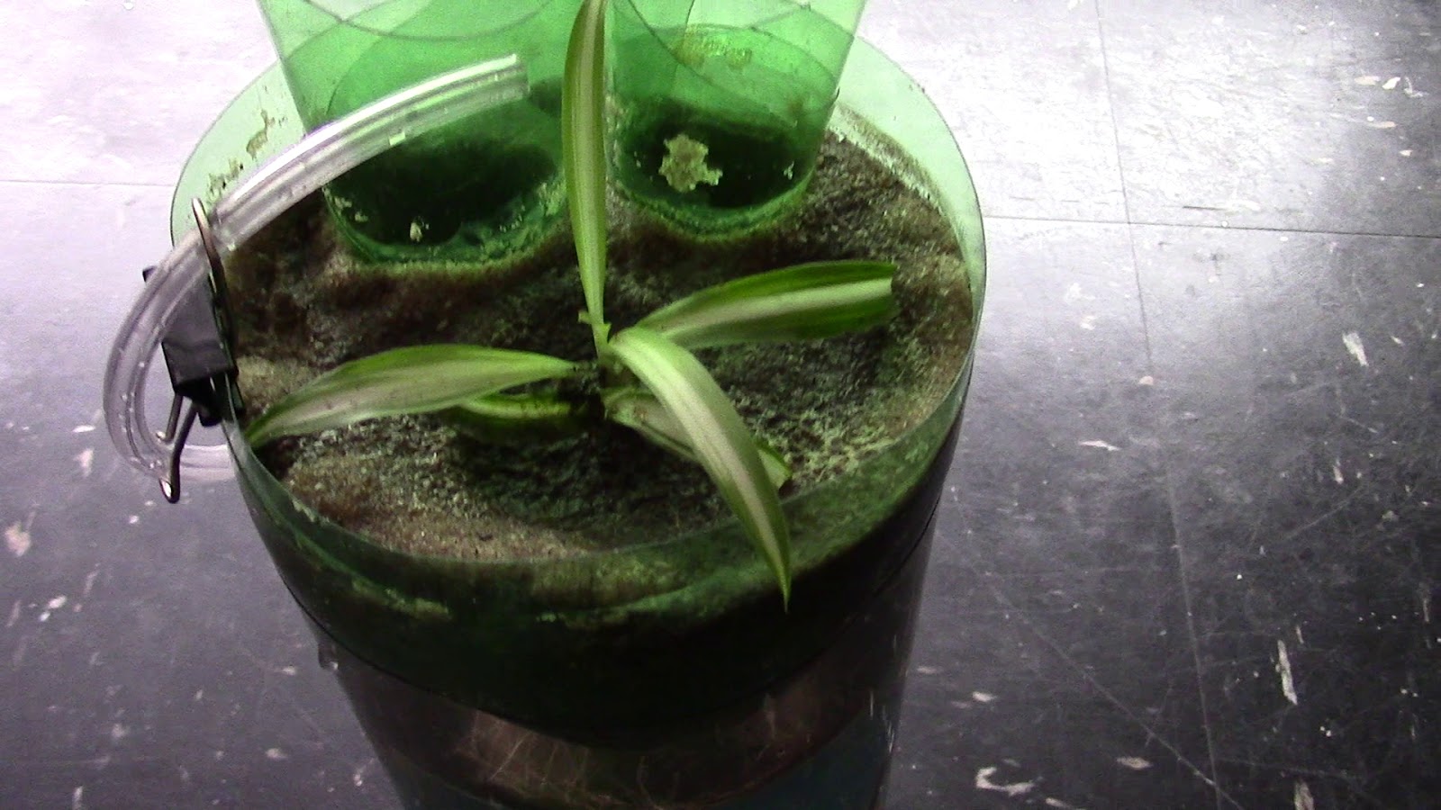 Random Bits Spider Plant Aquarium Garden