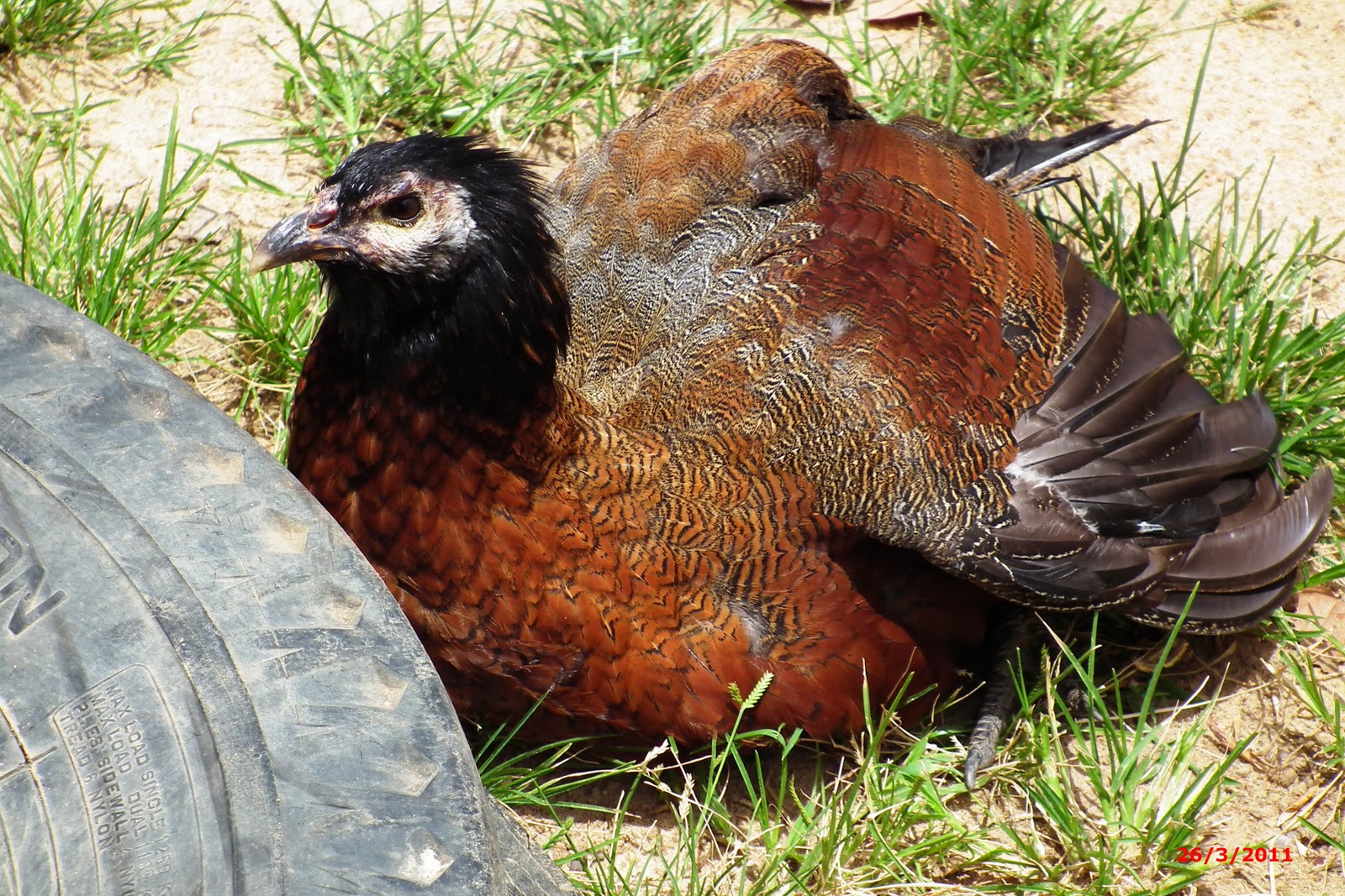 EDVANILSON OLIVEIRA DA SILVA AVE HÍBRIDA