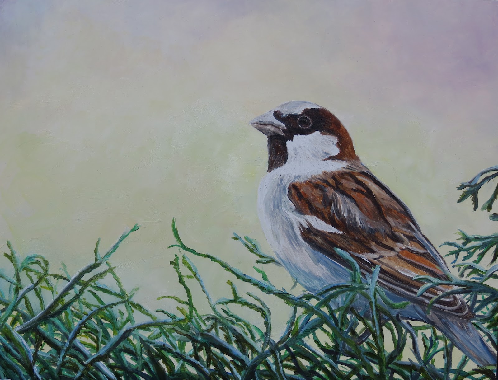 Daily Painters of Pennsylvania "House Sparrow" Oil painting by
