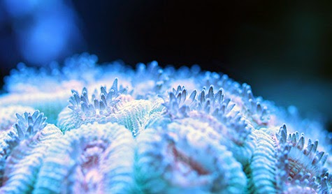 Marine Depot Blog: Coral Food: Make Your Corals Fat and Healthy