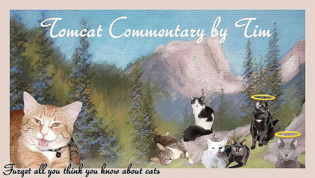 Tomcat Commentary by Tim