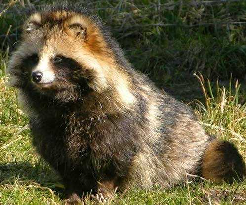 Animals You May Not Have Known Existed - Raccoon Dog