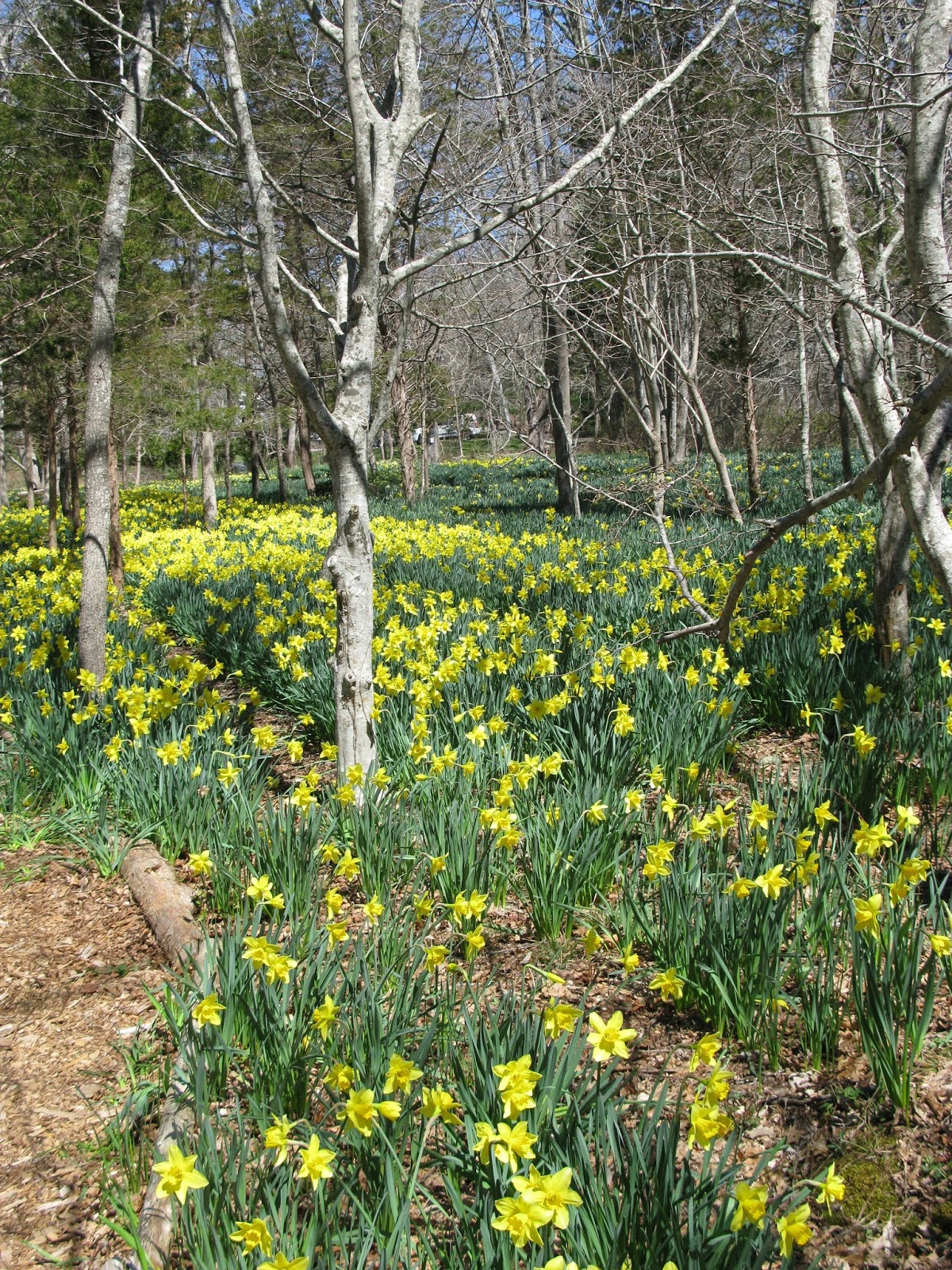 Prince Snow Farm The Daffodil Fields