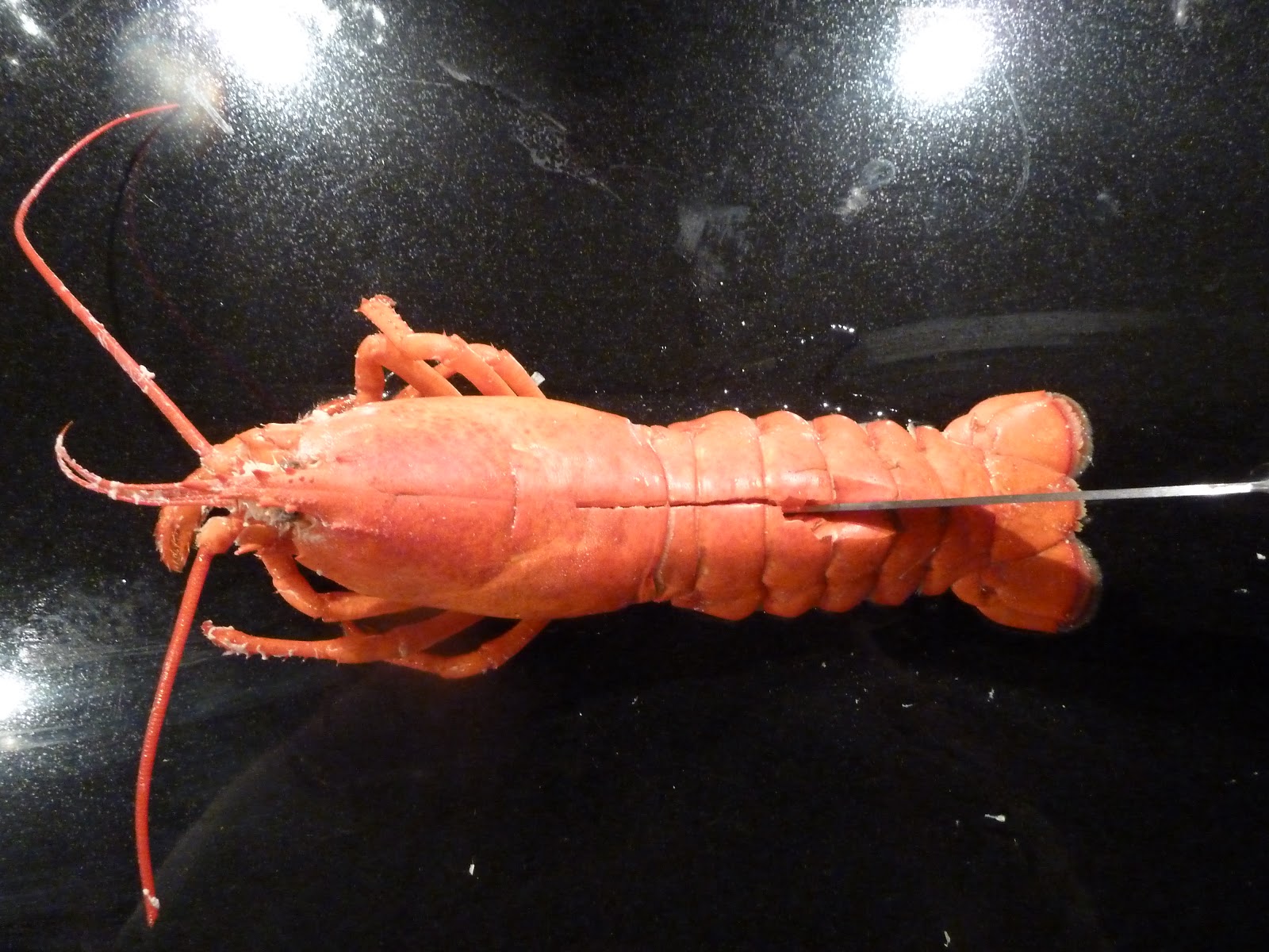 Überall & Nirgendwo Hummer Termidor