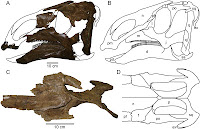 http://sciencythoughts.blogspot.co.uk/2015/11/probrachylophosaurus-bergei-new-species.html