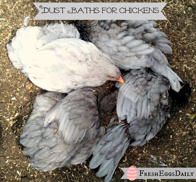 Bathing Beauties Why Dust Baths are So Important for Chickens Fresh Eggs Daily®