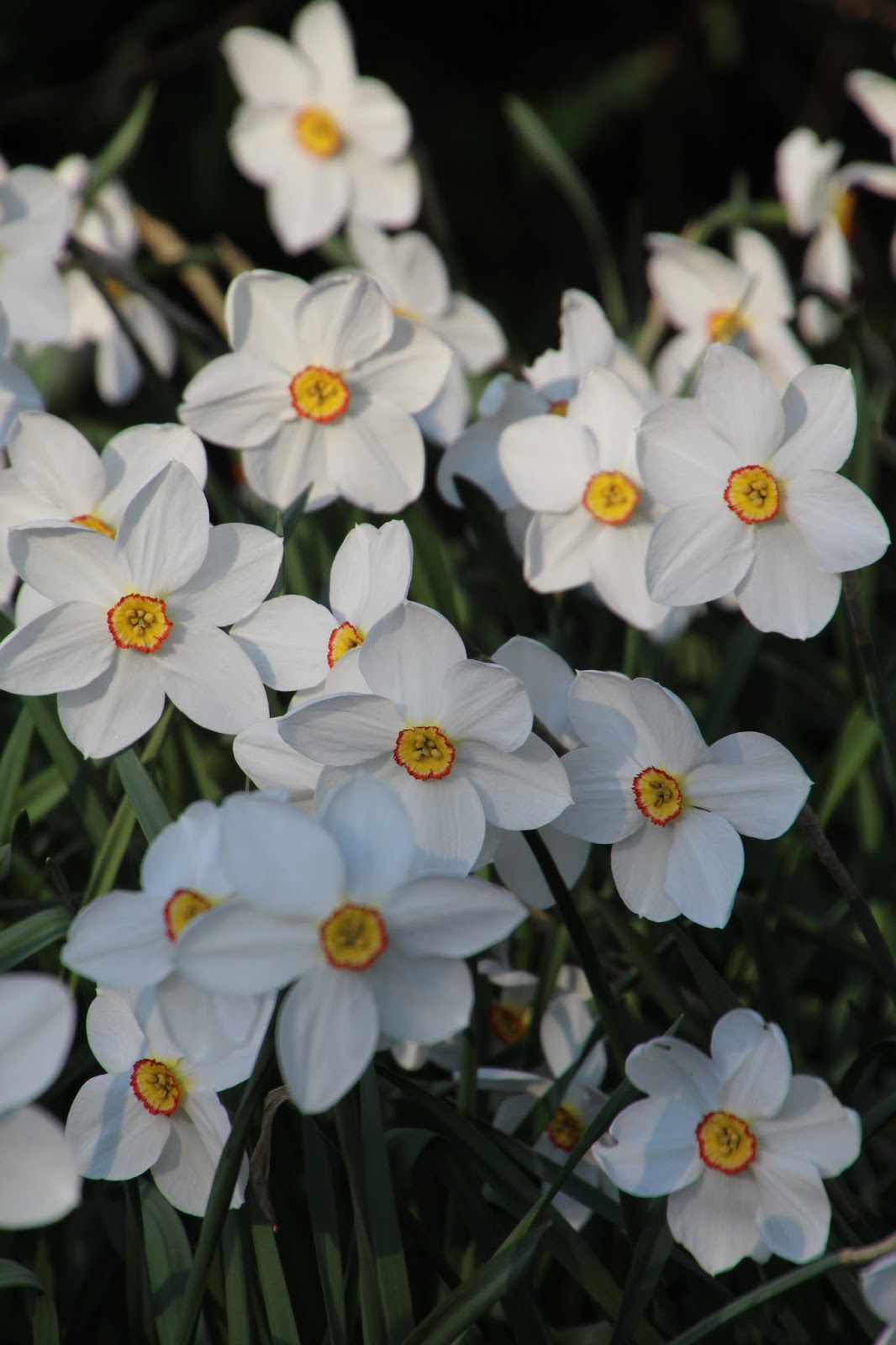 Pingstlilja Narcissus poeticus 'Actaea'