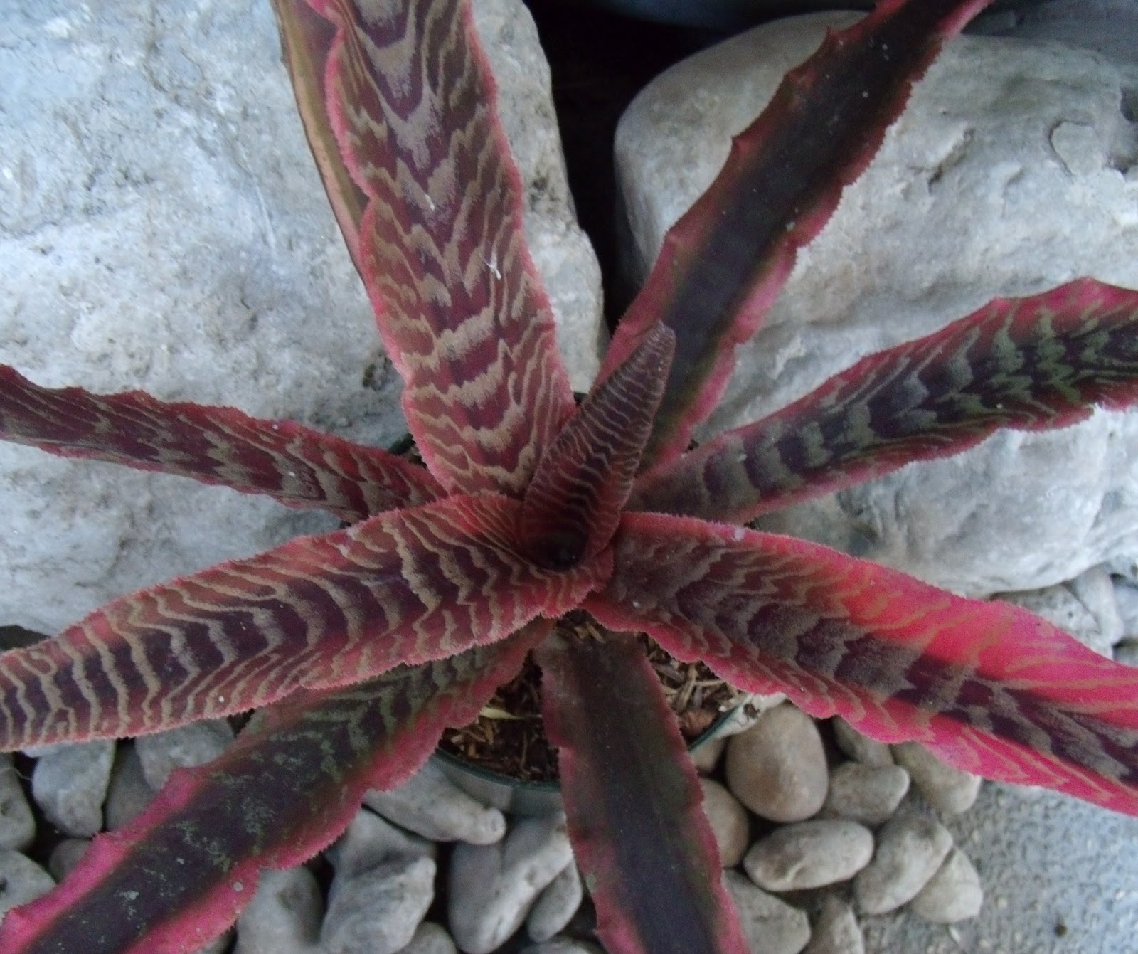 cryptanthus melanie thoughts simple garden bright gray brown