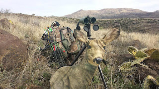 bow hunting mule deer in the desert