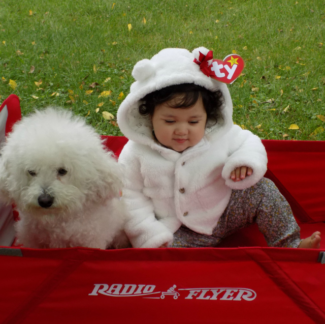 DIY Beanie Baby Halloween Costume for Babies and Dogs w/ Free Printable Gerber Purina #GigglesandWiggles 