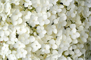 صور ورد ابيض , صور زهور بيضاء , بوكيه ورد ابيض