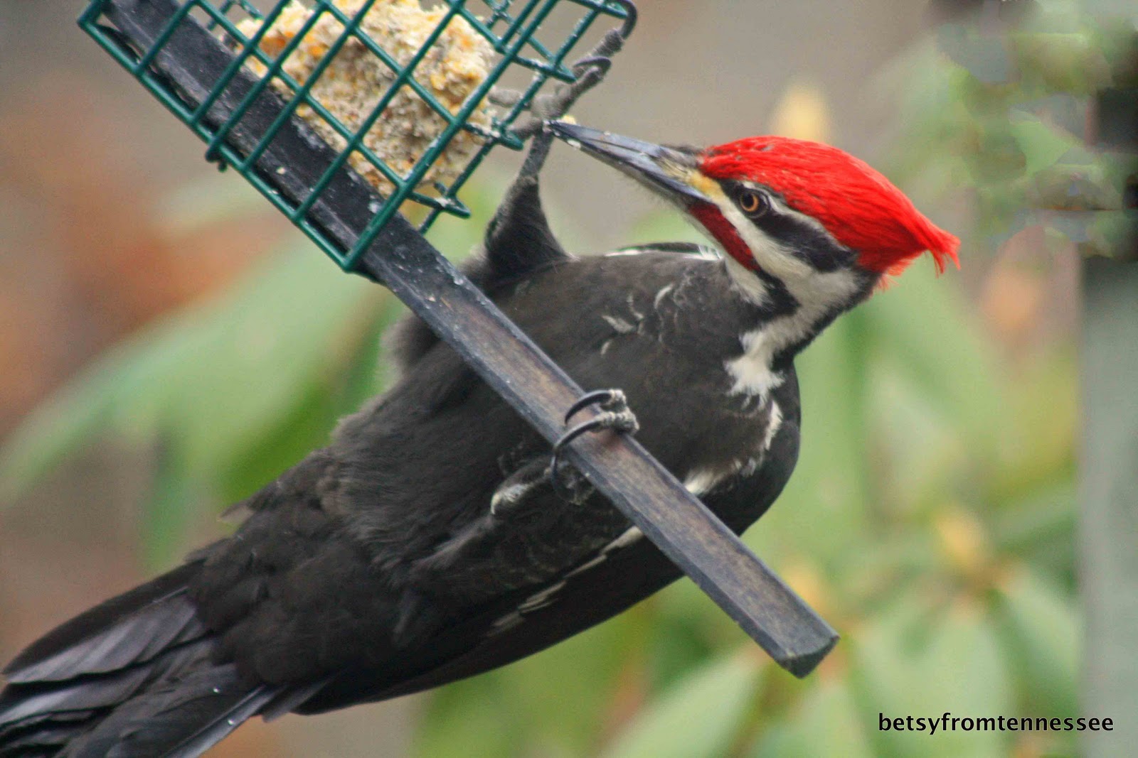 JOYFUL REFLECTIONS: More Backyard Birds in our Yard