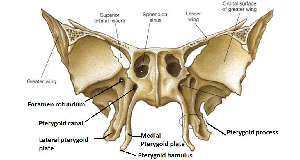 easyhumanatomy Sphenoid easy and brief discussion