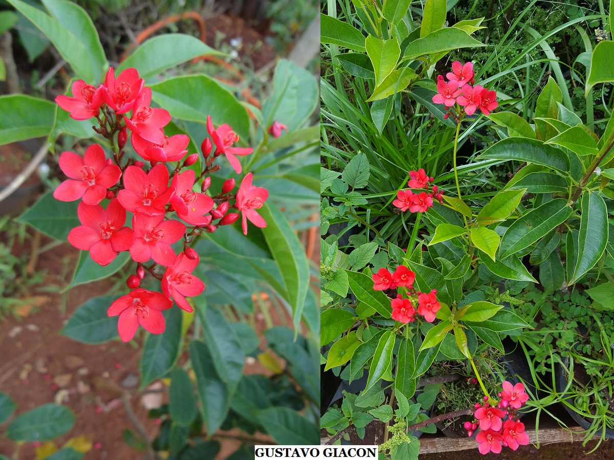 Viveiro Ciprest - Plantas Nativas e Exóticas: Jatrofa Vermelha ou Peregrina  ( Jatropha integerrima )