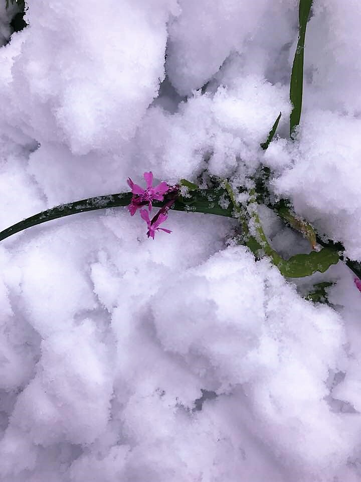 Где прячется зима. Цветы подо льдом. Зимуют растения подо льдом. Фото цветы подо льдом. Розы подо льдом фото.