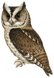 Sunda scops Owl
