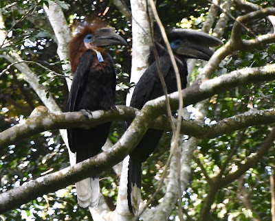 Black-Casqued Wattled Hornbill, Ceratogymna atrata