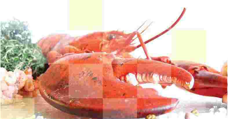 download budidaya udang lobster air tawar pdf software