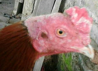 Cara Mengobati Penyakit Korep Pada Ayam Aduan Cara Mengobati Penyakit Korep Pada Ayam Aduan