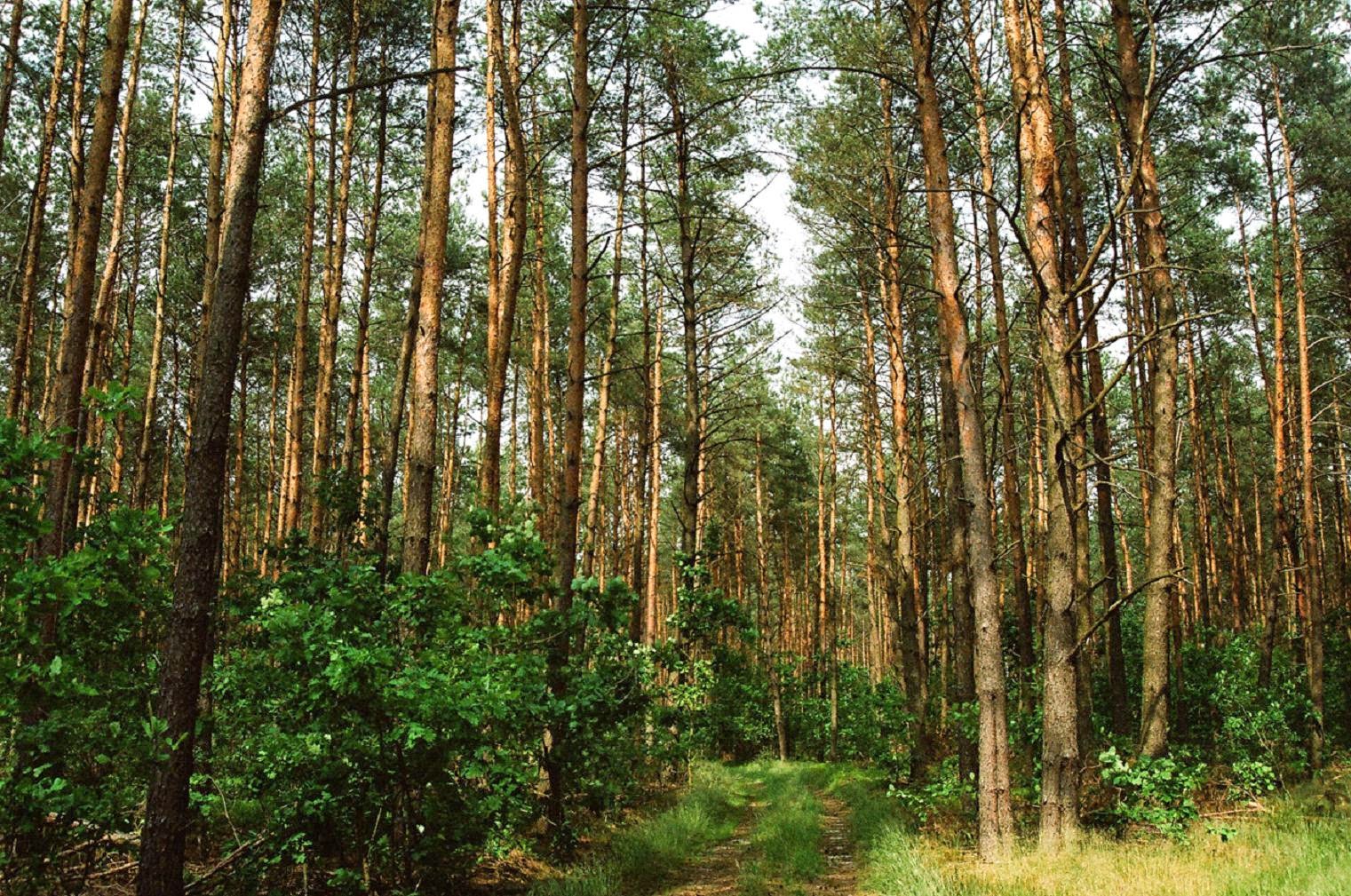Богатство лесной зоны. Лесные массивы Польши. Сосновый лес в Польше. Лесные ресурсы. Лесная земля.