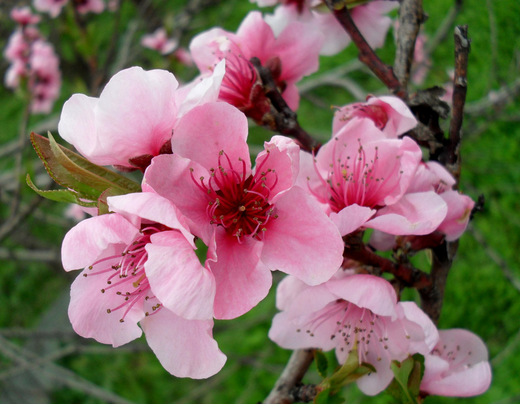 PHOTO Peach tree....the blossoms of the peach tree....