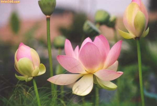 Hình ảnh hoa sen đẹp - ý nghĩa của hoa sen