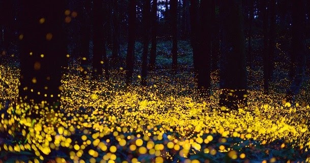 Fireflies and Faeries