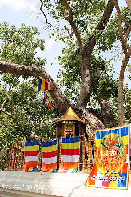 Sri Maha Bodhi - visitare Anuradhapura fai da te