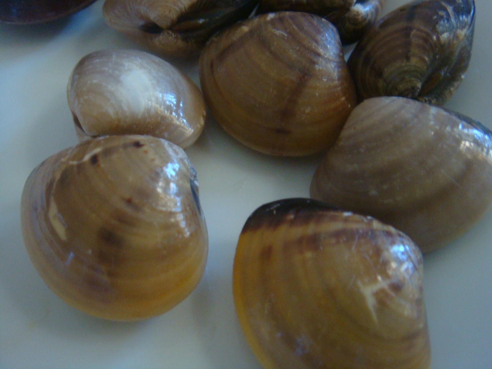 CITARASA PONDOK PONDOK LALA GORENG PEDAS