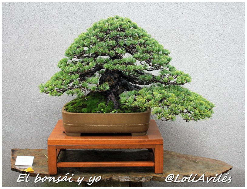 30 Aniversario de la Colección y Escuela Bonsái de Luis Vallejo los