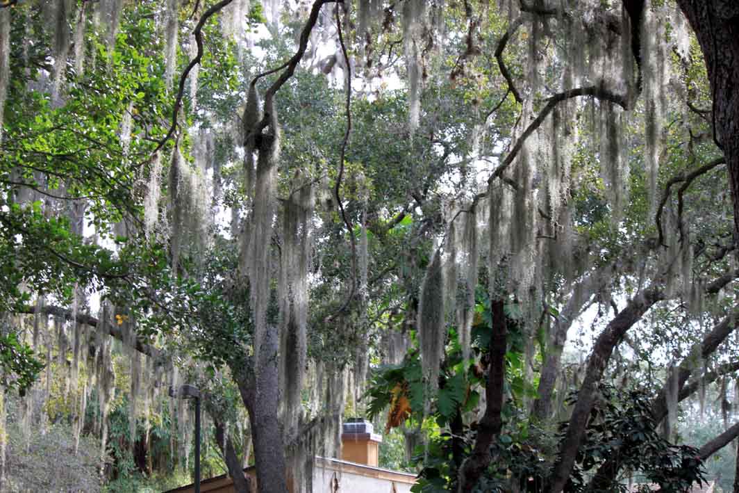 MadSnapper Tanglewood Trees