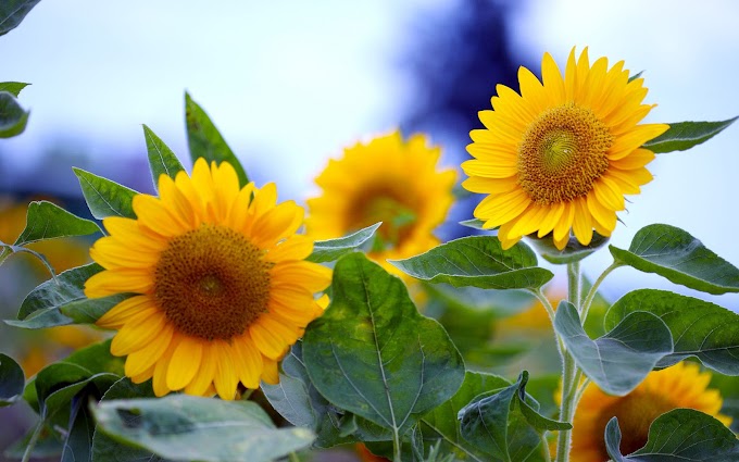 Gele zonnebloemen in de zomer