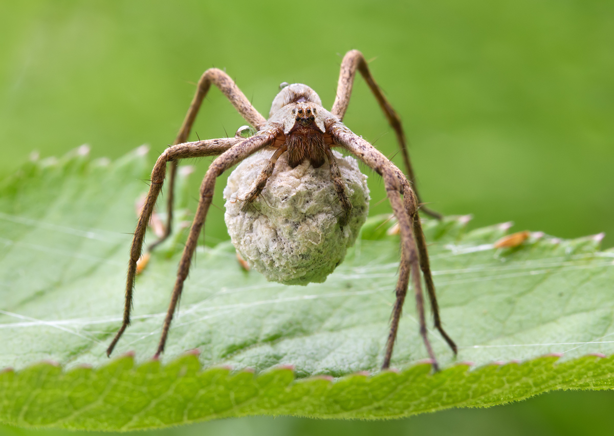 Matt Cole Macro Photography Nursery  Spider with Egg Sac