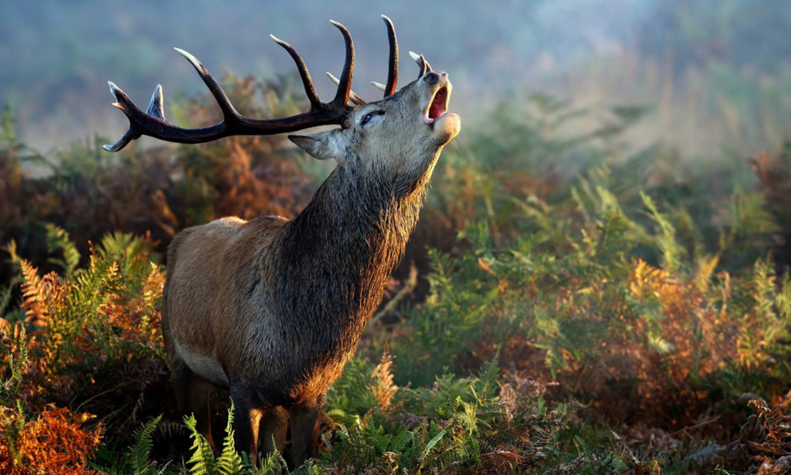 Weird Wallpaper Center: Gallant Stag Wallpaper | Hart ...