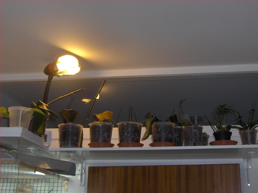 Orchids How To Orchidarium shelf, self made (DIY).