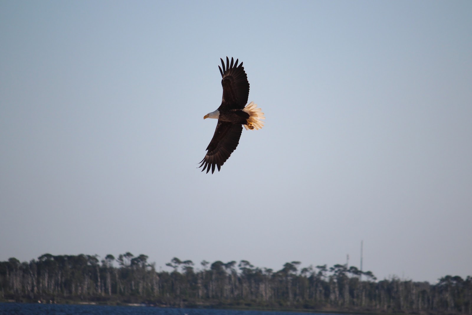 Bald Eagle spotted on Pensacola Beach, FL