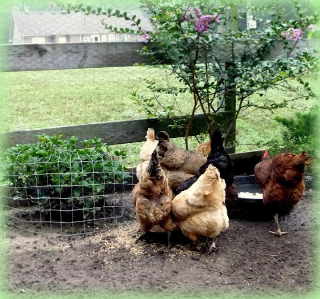 How and Why to Landscape your Chicken Run Fresh Eggs Daily® with Lisa