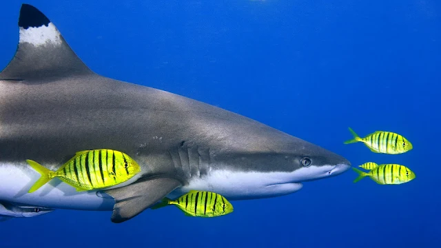 Foto haai tussen gele vissen